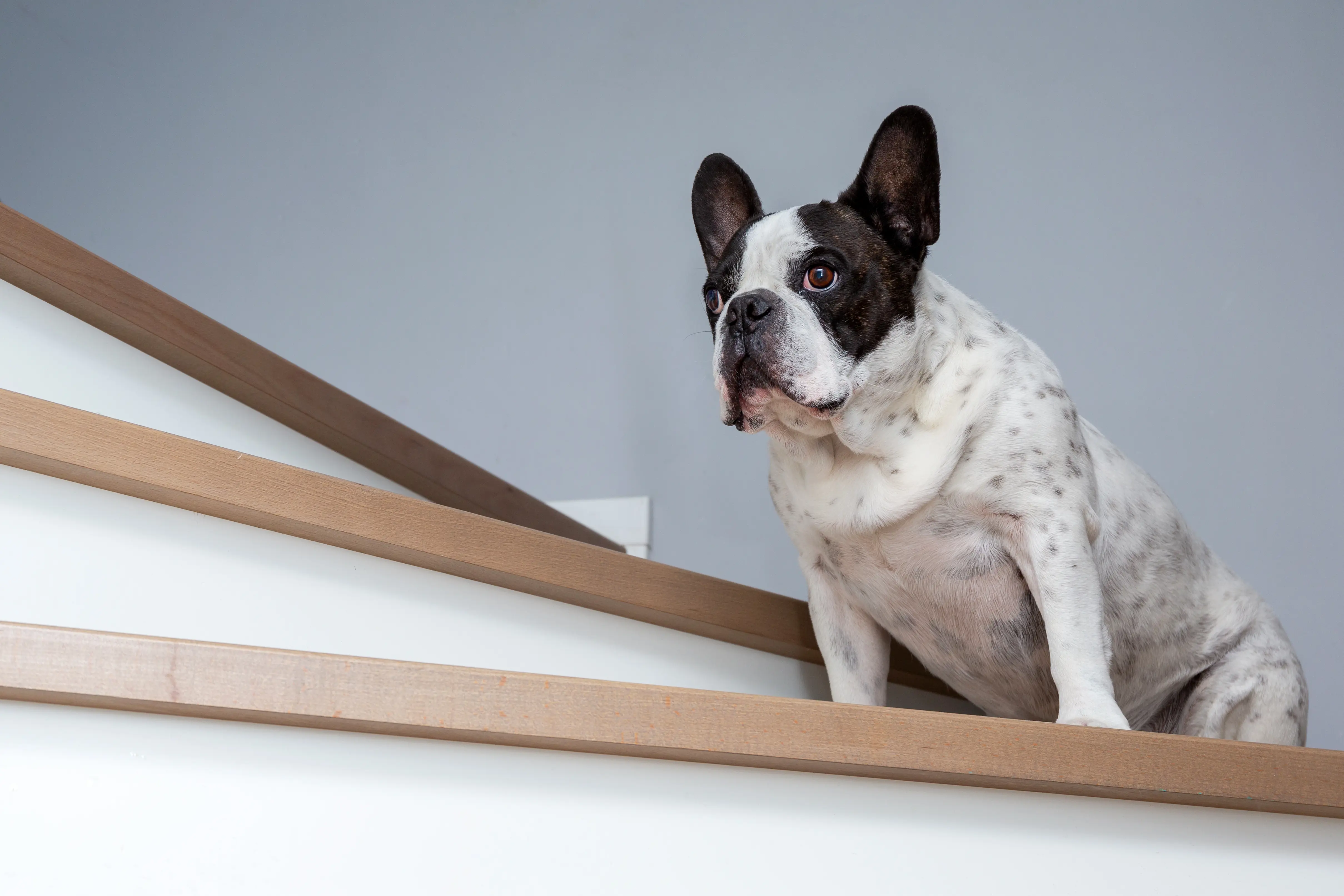 dog on stairs