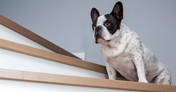 dog on stairs