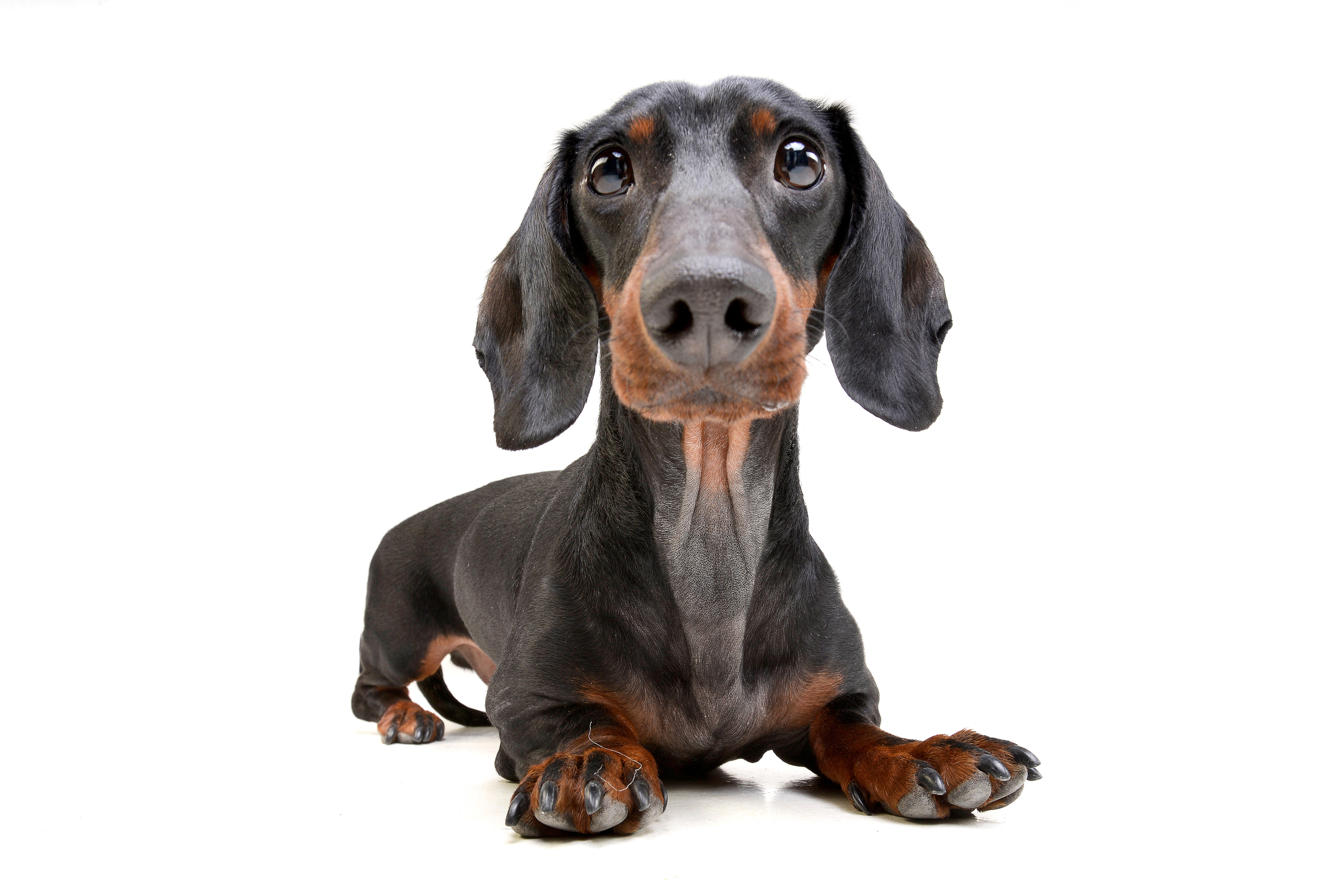 small dog on white background