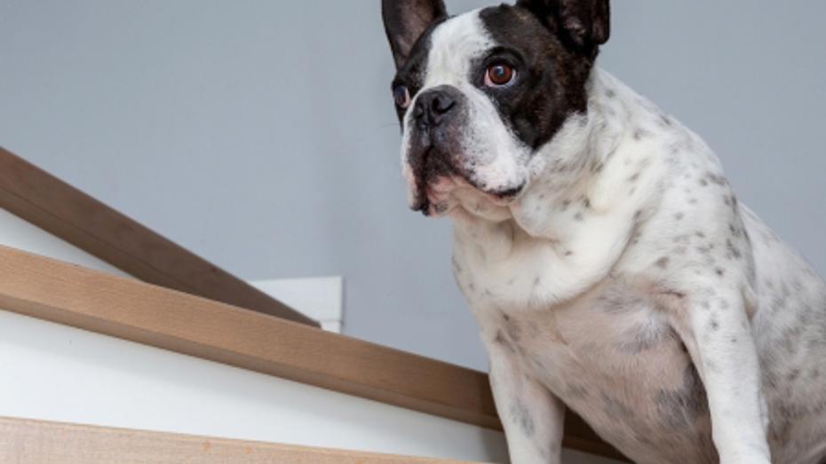 dog on stairs